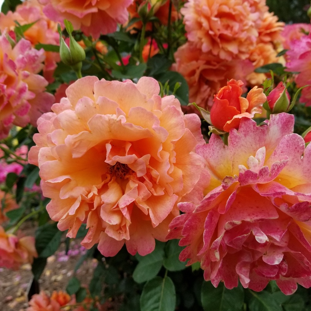 Meet your Posher, Susan